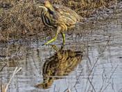 American Bittern