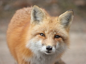 Curious Red Fox