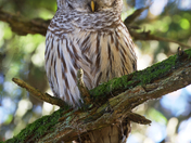 Barred Owl
