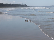 Long Beach, Pacific Rim National Park, BC
