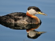 Red-necked grebe.
