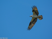 Ospreys of Fish Creek 