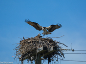 Ospreys of Fish Creek 