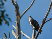 Ospreys of Fish Creek 