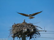 Ospreys of Fish Creek 