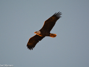 Late Evening Bald Eagle 