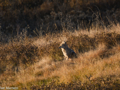 Resting Coyote 