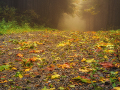 Misty Morning on Merv's trail
