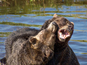 The Bear Necessities  