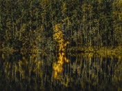 Autumn Reflections