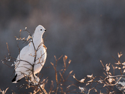 Queen of the Willows