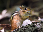 How is my new denture?