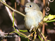 Ruby-crowned Kinglet