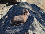 Mountain Sheep