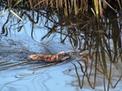 Paddling Muskrat