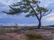 Channelling Tom Thomson