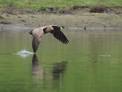 Skimming the surface