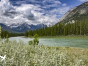Roadside Stream Alberta