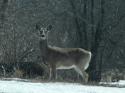 White Tail Deer