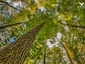 Louth Foliage Fish-eye