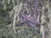 Phantom of the forest