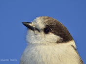 Gray Jay. Proposed Canada's National Bird! 