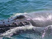 Humpback Whale