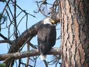 Looking at me from the pine tree!