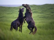 Wild Horses of Sable Island National Park Reserve