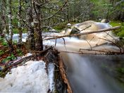 Brook waterfall in an evergreen forest