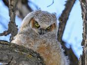 Great Horned Owl - fledgling