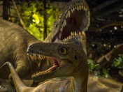 Beat It, Boys, It's the Albertosaurus! (#1)