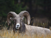 Big horn Rams of Radium 
