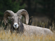 Big horn Rams of Radium 