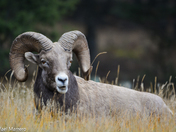 Big horn Rams of Radium 