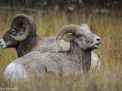 Big horn Rams of Radium 
