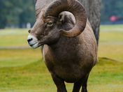 Big horn Rams of Radium 
