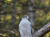 Northen Goshawk 