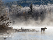 Grizzly Bear in the Mist