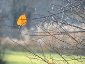 Last Leaf of Autumn