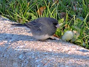 A bird and dandelion
