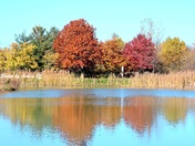 Autumn trees reflection water