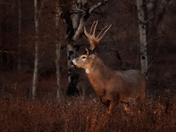 Crown Fit For a King