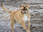 happy boy with a stick 
