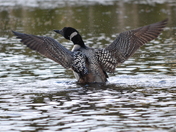 Just Fanning The feathers.