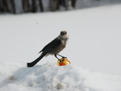 gray jay on my apple