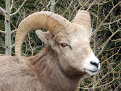 Big Horn Sheep