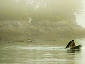 Humpback Fishing in Fog