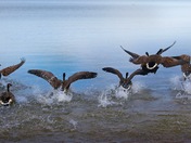 Flying geese 