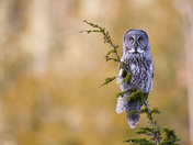 Great Gray Owl